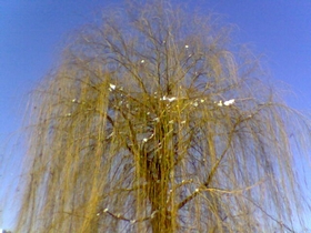 Vrba